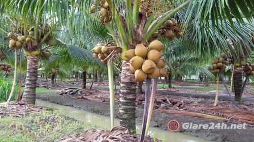 vườn dừa bến tre